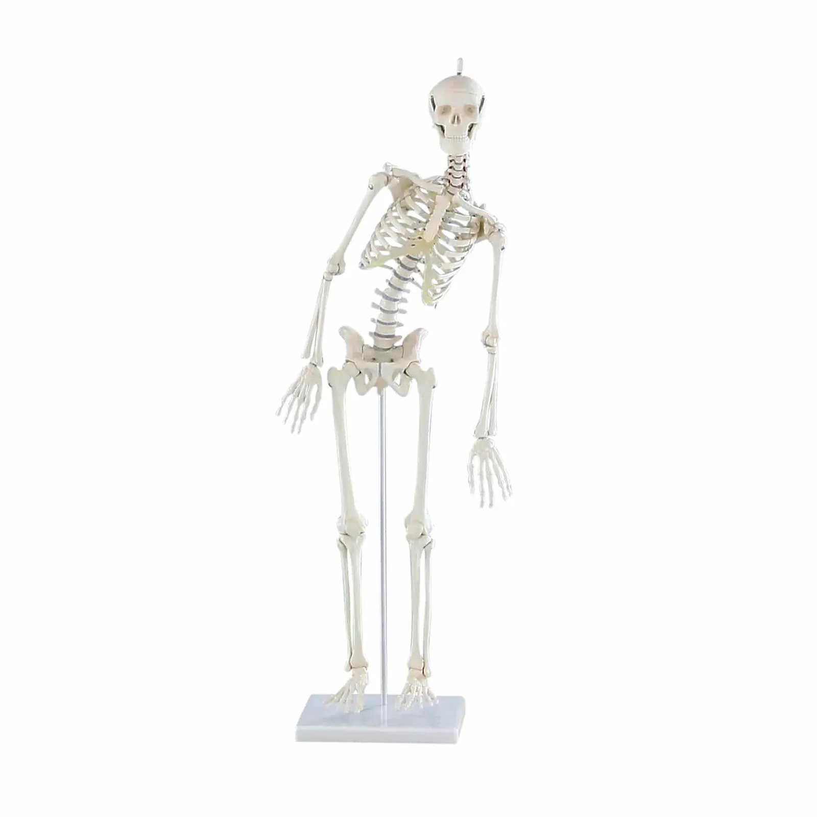 Stage d'anatomie et yoga, matériel utilisé : squelette anatomique, Blandine Calais-Germain, AnatomYoga